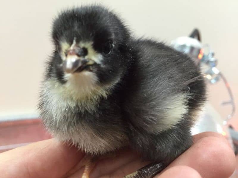 black blue australorp heritage chicks (1 day choza) 2