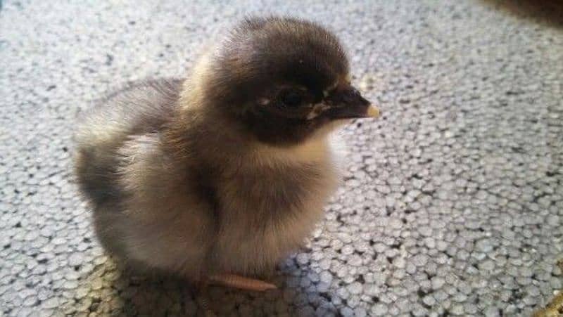 black blue australorp heritage chicks (1 day choza) 3