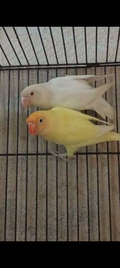 Creamino, Decino,Albino Red Eyes,Parblue Opline Pale Fallow Lovebirds