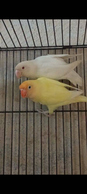 Creamino, Decino,Albino Red Eyes,Parblue Opline Pale Fallow Lovebirds 2