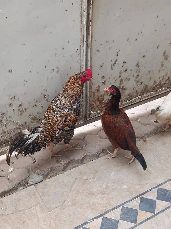 hen and cocks 2