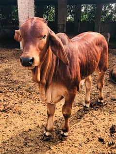 Pure Barahman Calf for sale