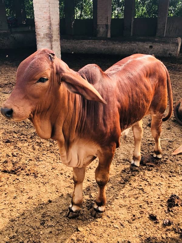 Pure Barahman Calf for sale 1