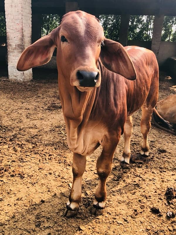 Pure Barahman Calf for sale 2