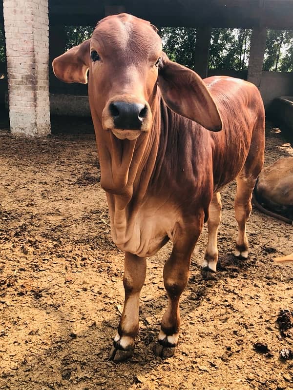 Pure Barahman Calf for sale 3