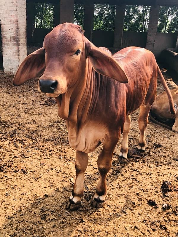 Pure Barahman Calf for sale 4