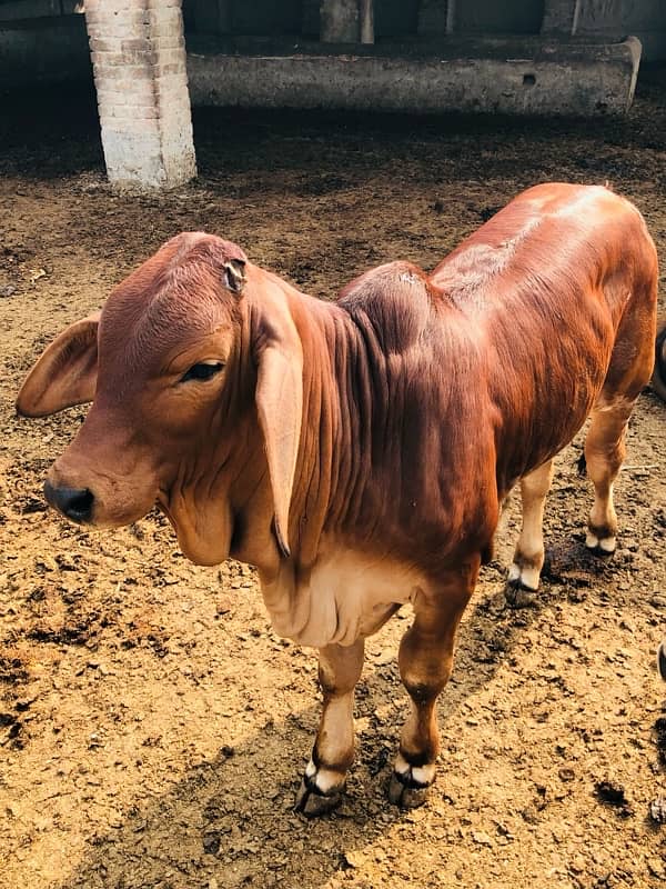 Pure Barahman Calf for sale 5