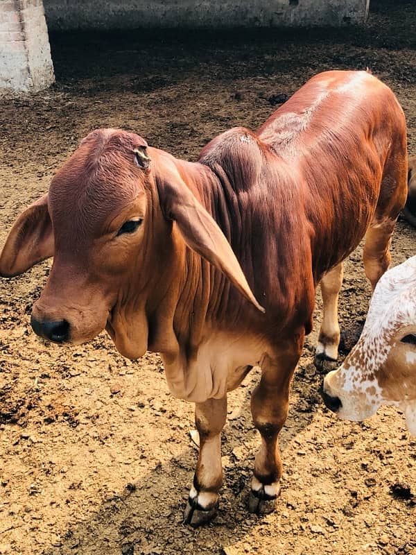 Pure Barahman Calf for sale 6