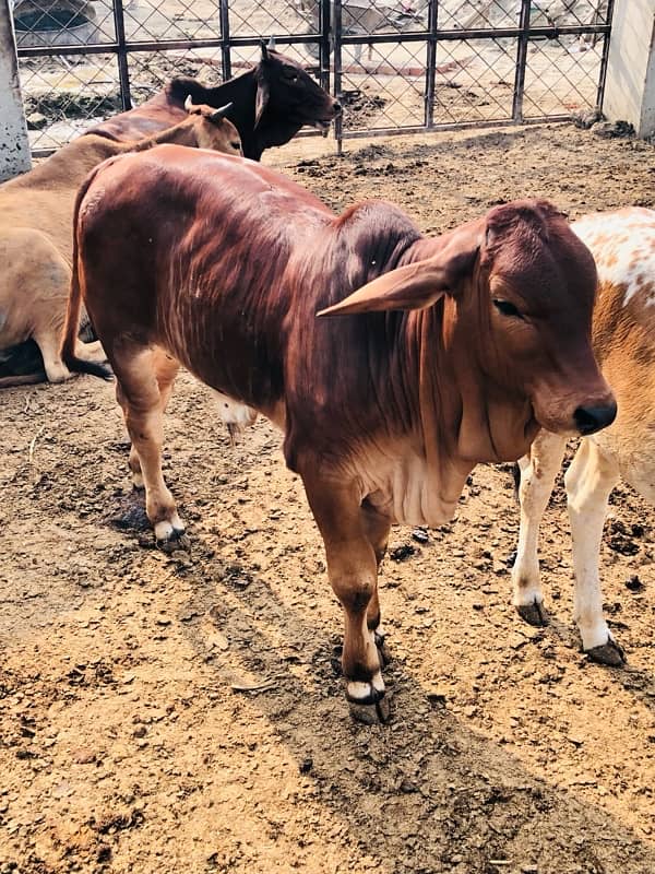 Pure Barahman Calf for sale 7