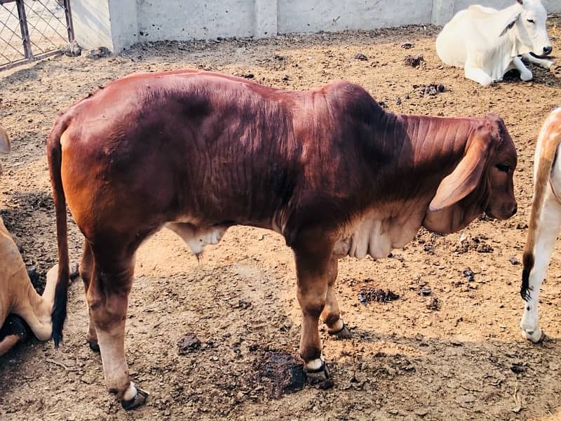 Pure Barahman Calf for sale 8