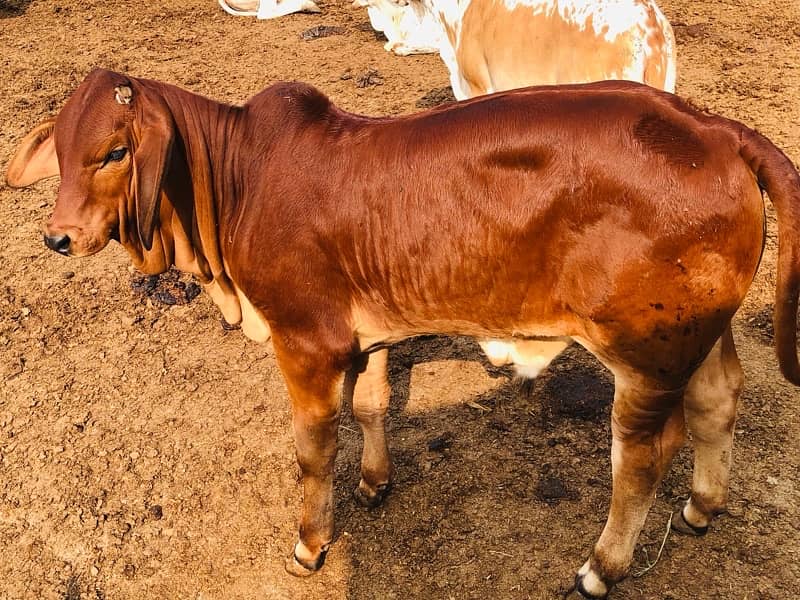 Pure Barahman Calf for sale 9