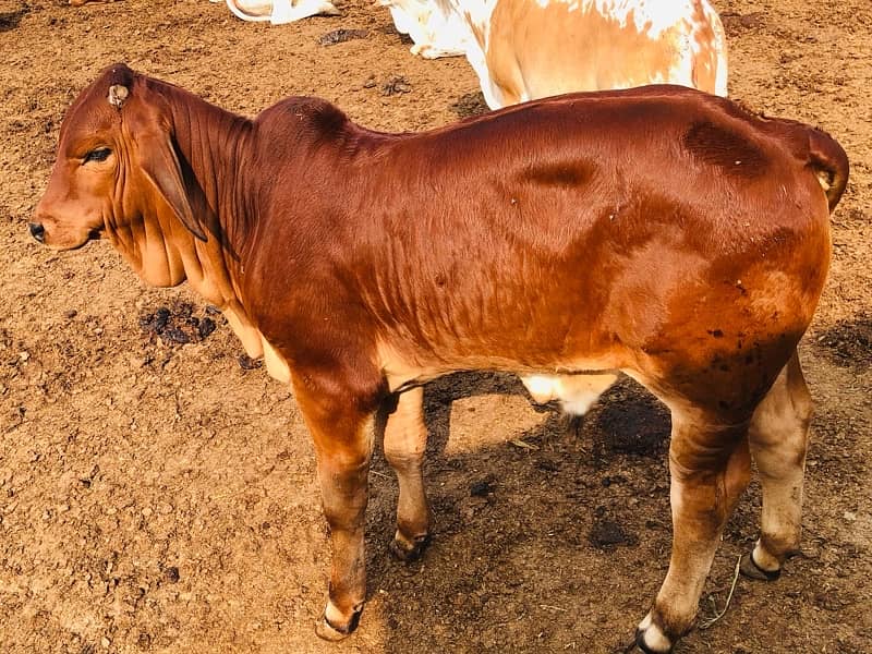 Pure Barahman Calf for sale 10