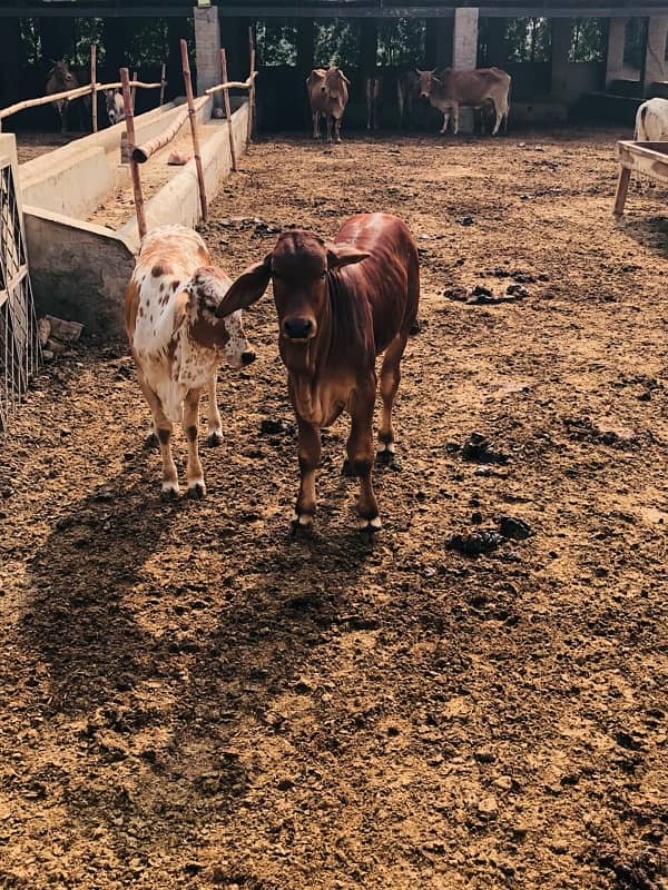 Pure Barahman Calf for sale 11