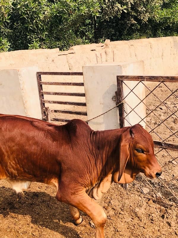 Pure Barahman Calf for sale 12