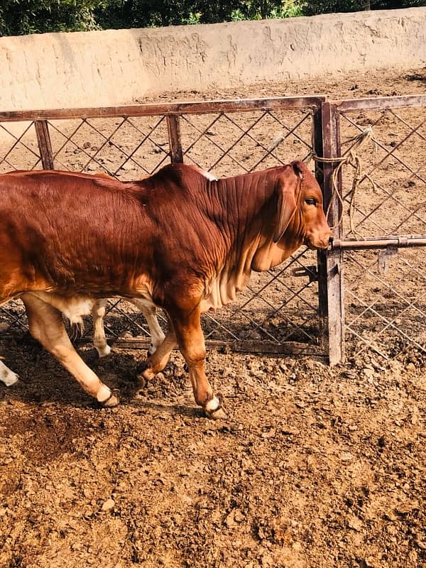 Pure Barahman Calf for sale 13