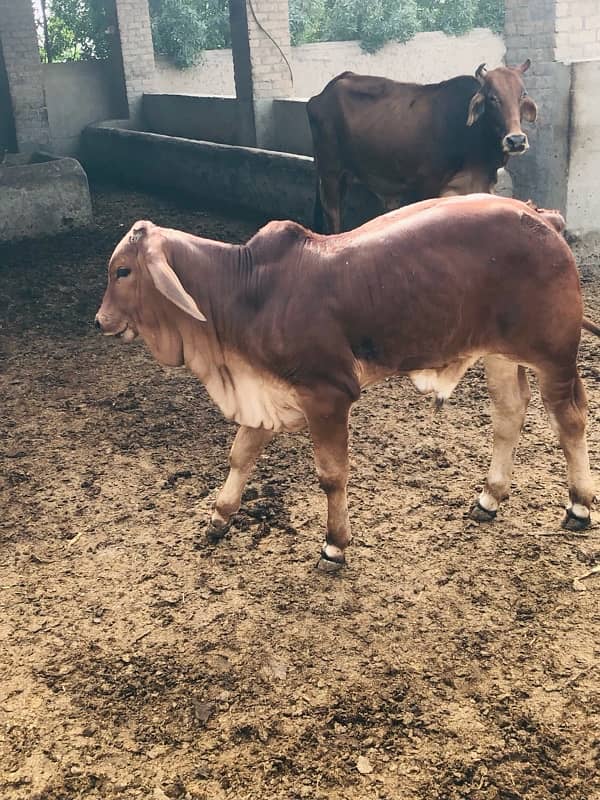 Pure Barahman Calf for sale 14