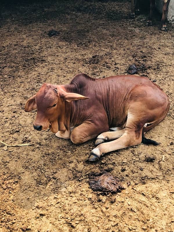 Pure Barahman Calf for sale 15