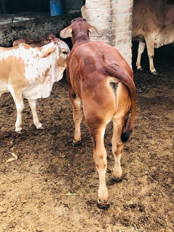 Pure Barahman Calf for sale 16