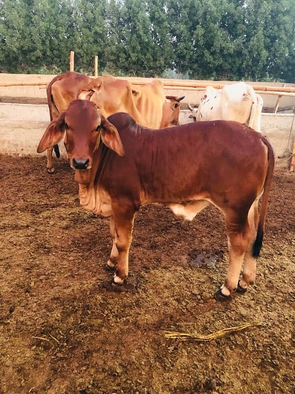 Pure Barahman Calf for sale 17