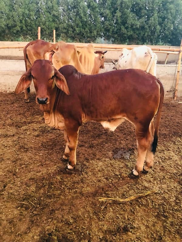 Pure Barahman Calf for sale 18