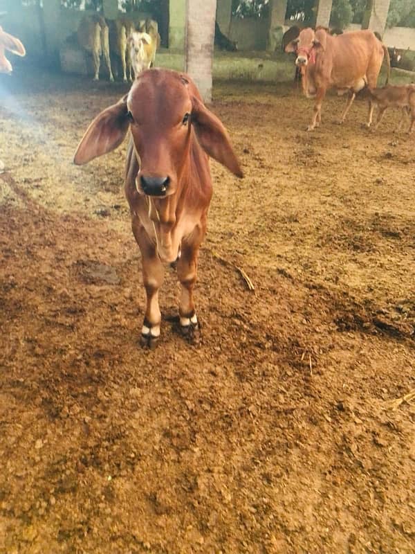 Pure Barahman Calf for sale 19