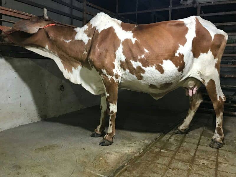 Cholistani Gulabi cow with Bachri Gulabi 1