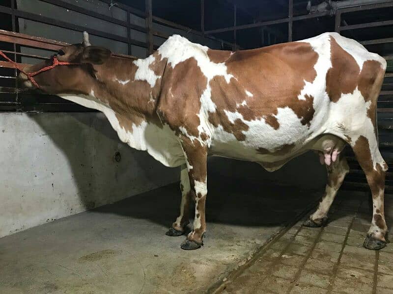 Cholistani Gulabi cow with Bachri Gulabi 0