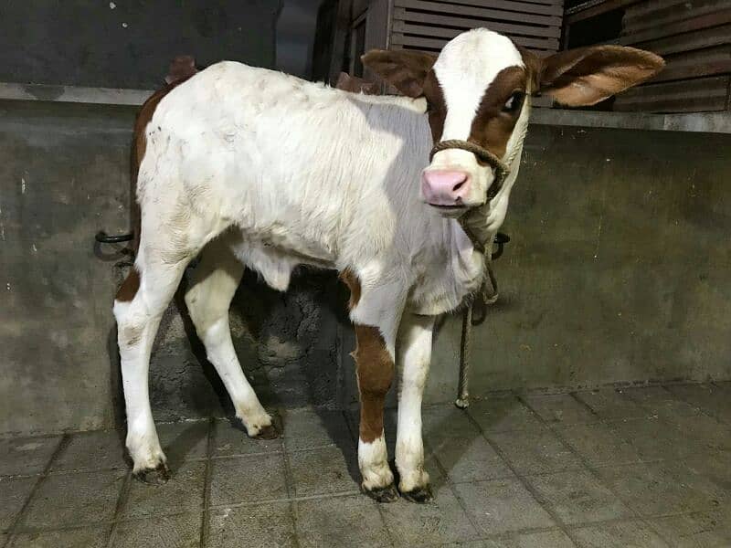 Cholistani Gulabi cow with Bachri Gulabi 2