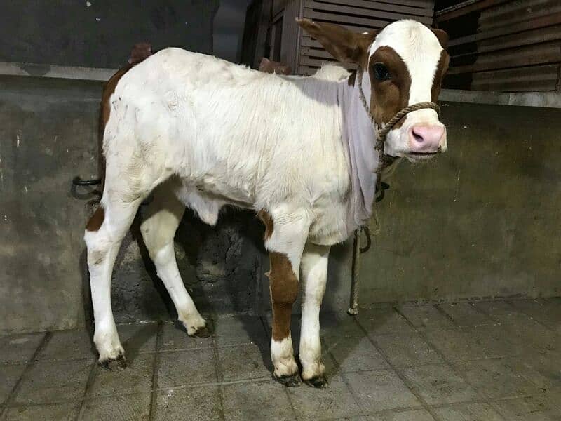 Cholistani Gulabi cow with Bachri Gulabi 3