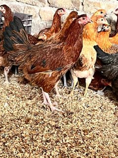 Golden Misri Desi hens