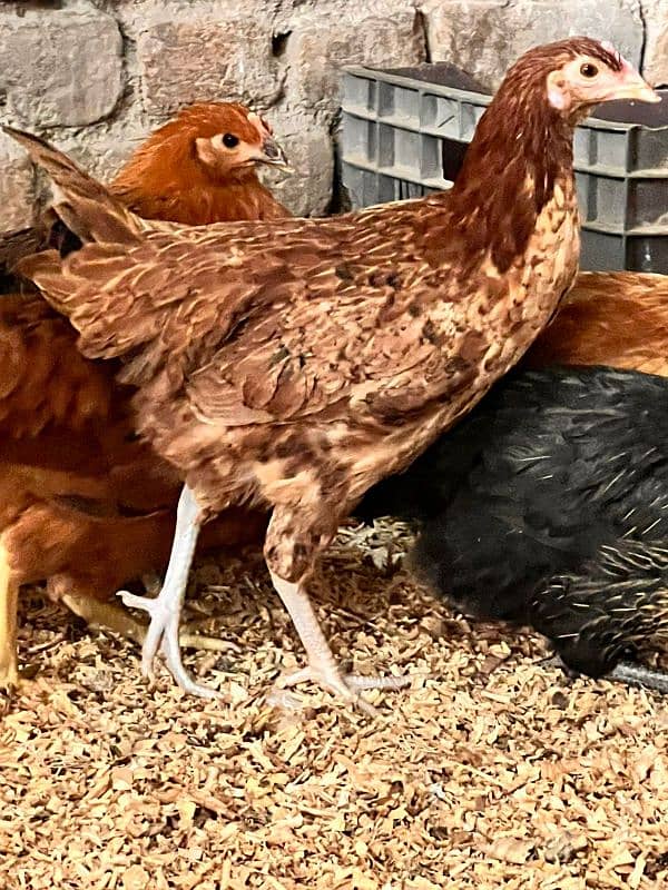 Golden misri fresh starter hen 2