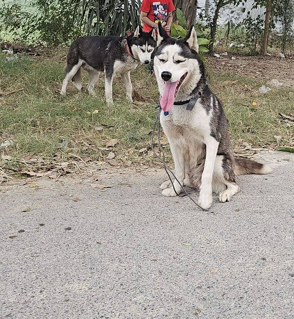 Blue Eyed husky female 2 years 0