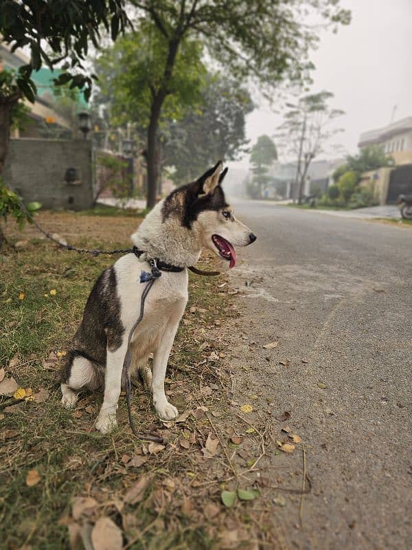 Blue Eyed husky female 2 years 1