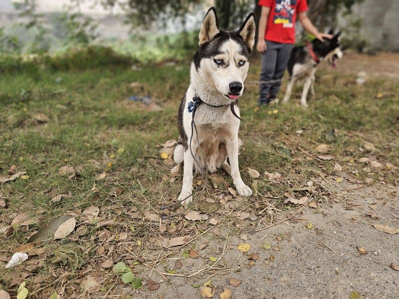 Blue Eyed husky female 2 years 2