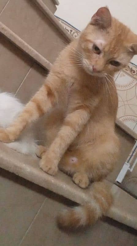 #browny cat #Arabian cat #female cat #affordable cat 2