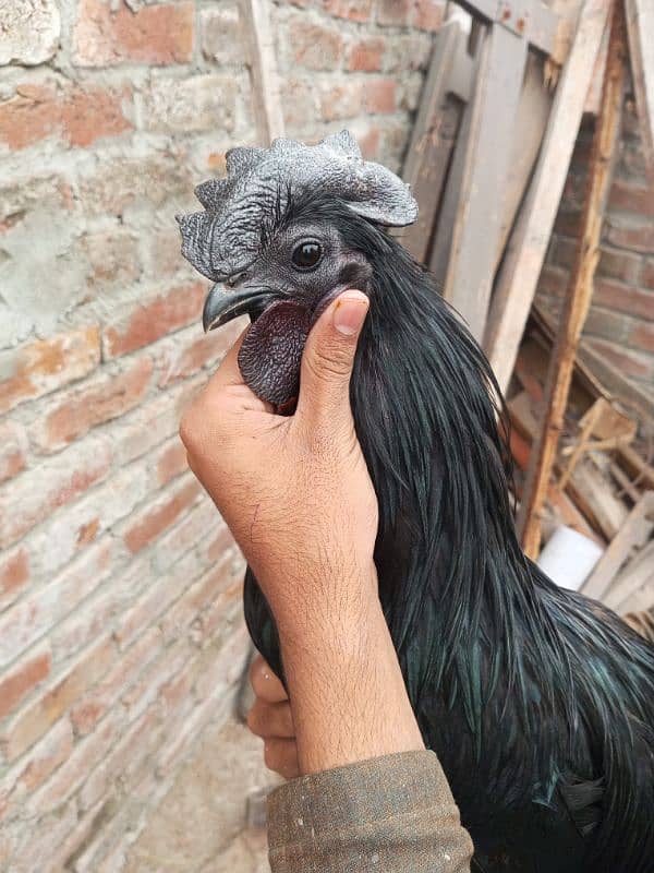 2 male ayam cemani pure gray tongue 0