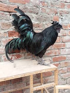 2 male ayam cemani pure gray tongue