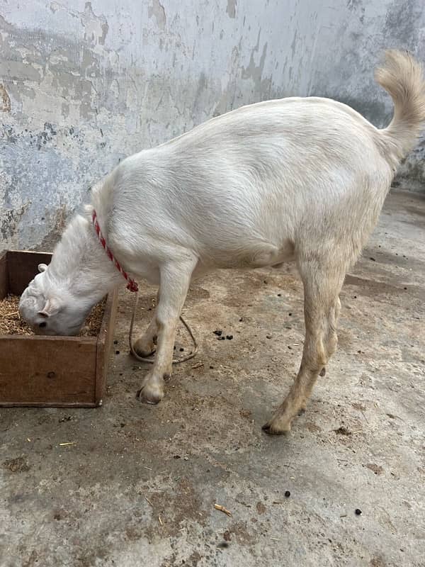 tadi bakra goat 0