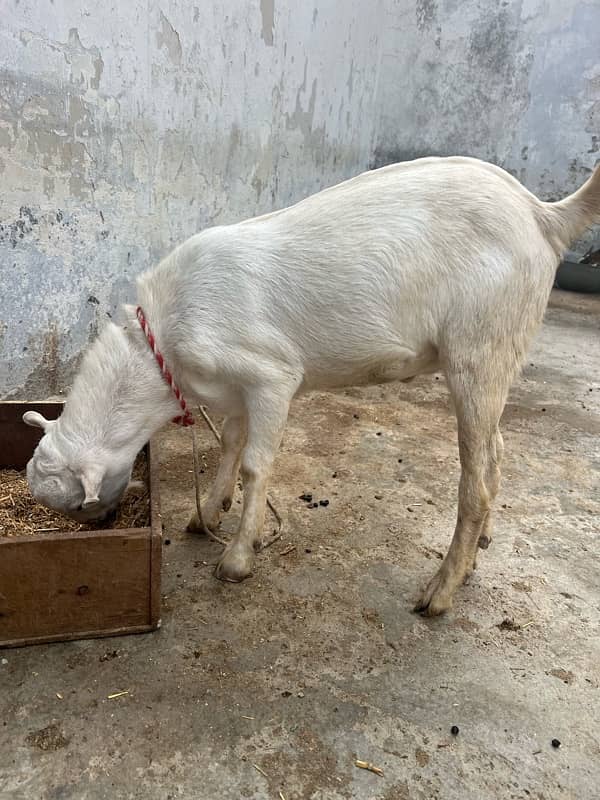 tadi bakra goat 1