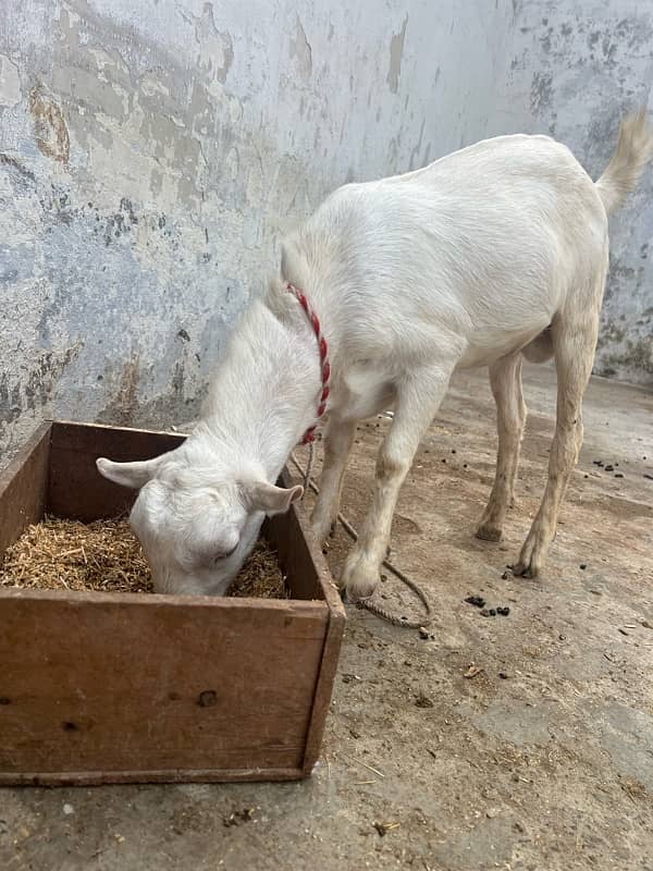 tadi bakra goat 2