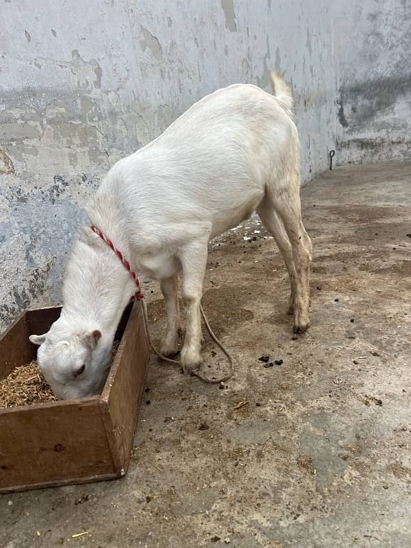 tadi bakra goat 3