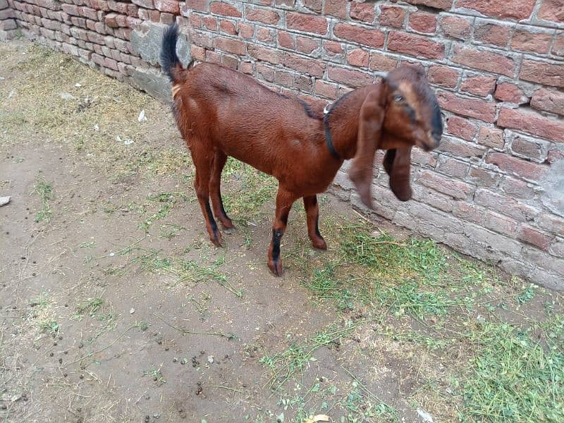 goats for sale healthy and active 0