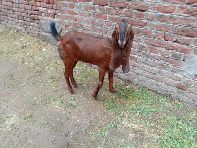 goats for sale healthy and active 1