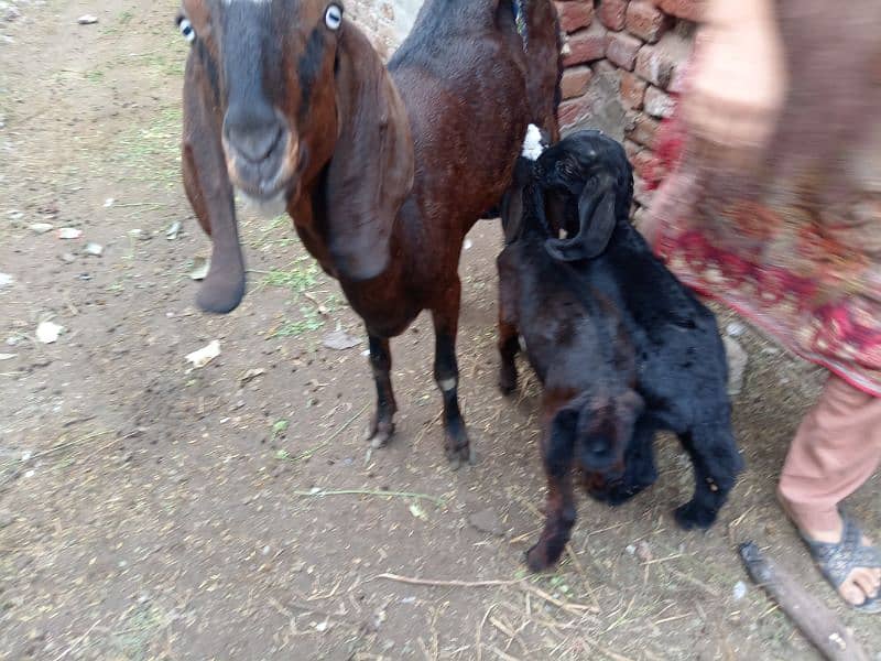 goats for sale healthy and active 4