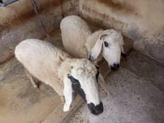 sheep Dumby for sale