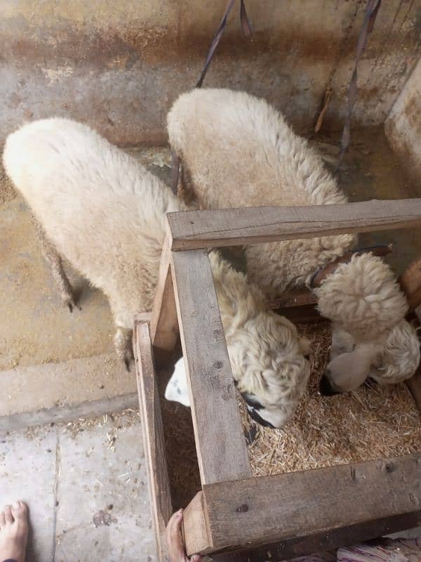 sheep Dumby for sale 1