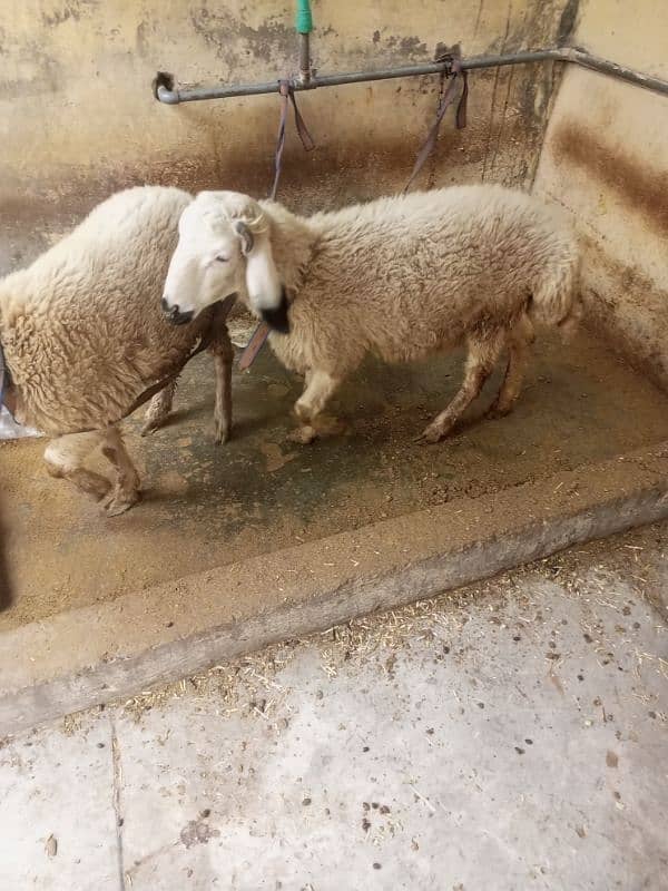 sheep Dumby for sale 2