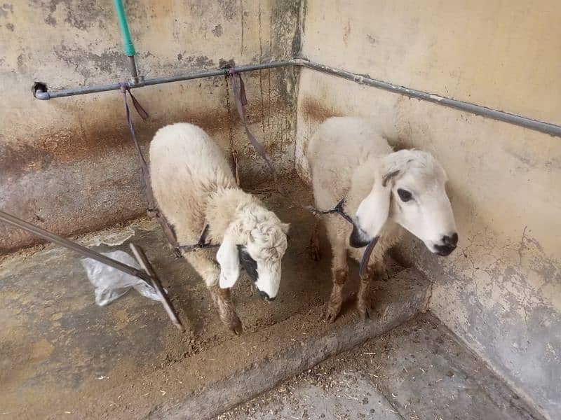 sheep Dumby for sale 4