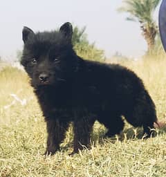 black Shepherd puppies for sale