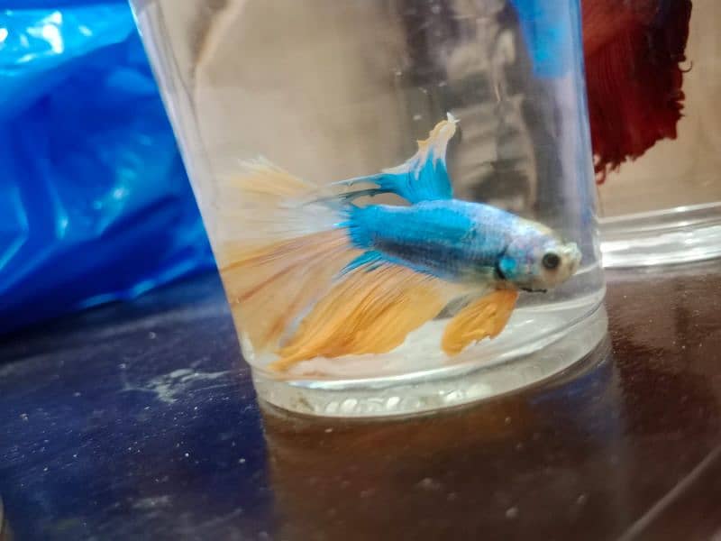 Betta fish male or female dono hi available ha 1